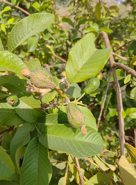 صباح الخير
ممكن اعرف ايه سبب تغير قشره الثمره والعلاج